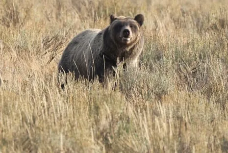 Hiker Injured by Grizzly in National Park Transported to Trauma Center